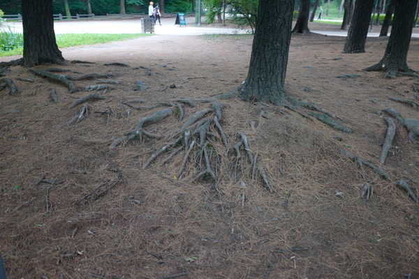 흙 상부로 올라온 뿌리