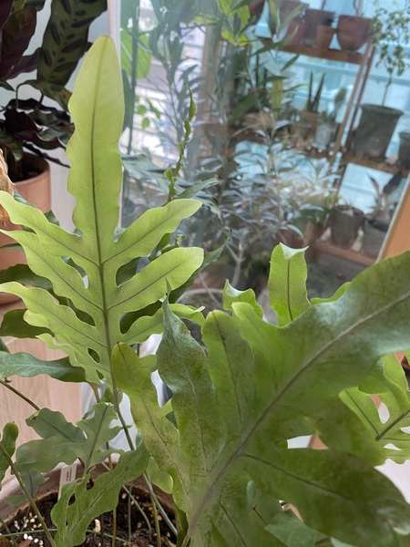 블루스타펀 고사리