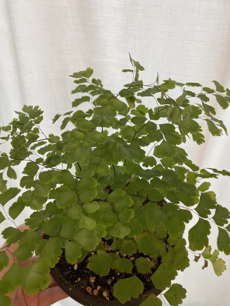 아디아텀 고사리