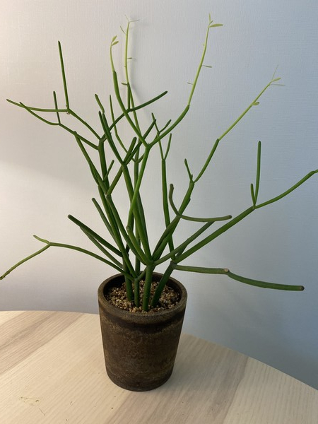 유포르비아 온코클라타