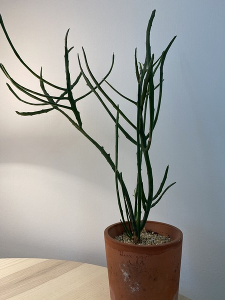 유포르비아 파티오라금