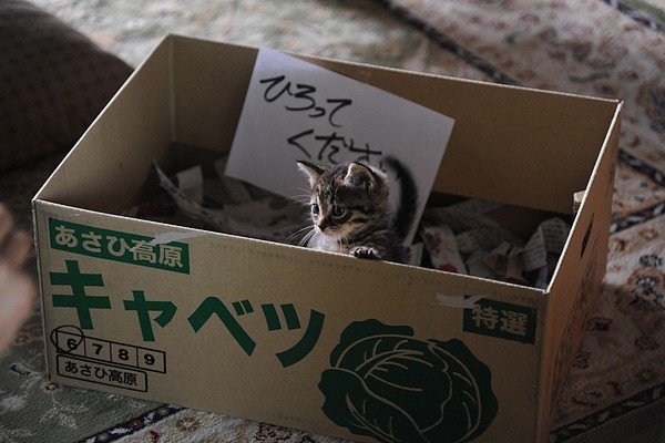 사진_네이버영화 '세상에서 고양이가 사라진다면' 스틸컷