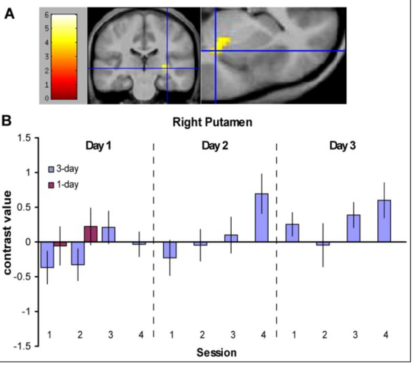 “Neural correlates of habit learning, as revealed by an increasing response with training to the onset of task blocks relative to the onset of rest blocks in the 3-day group. (A) The right posterior putamen showed a significant increase in the [task onset — rest onset] contrast from the first two sessions to the final two sessions of training” 