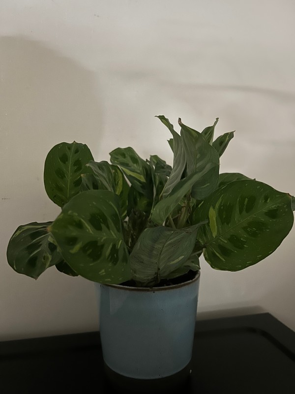 잎을 접어올린 밤의 무늬마란타