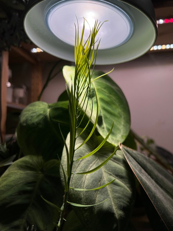 소철 새 잎이 도르르 풀리며 커진다.