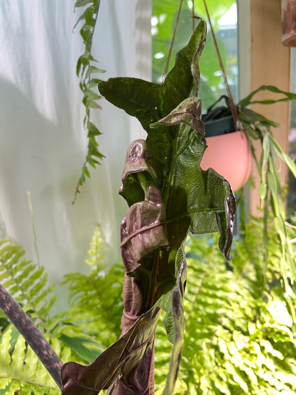 잭클린(Jacklyn)의 잎이 펴지는 과정