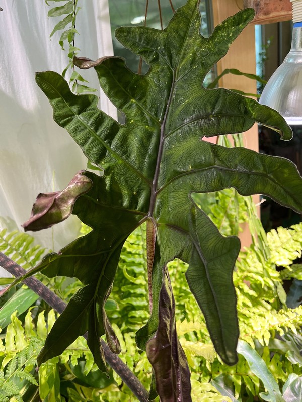 잭클린(Jacklyn)의 잎이 펴지는 과정