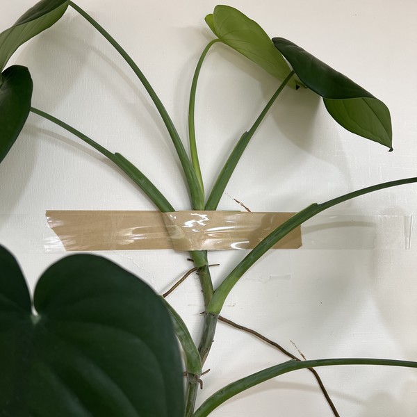 이삿짐처럼 볼품 사납게 붙어버린 치아펜스