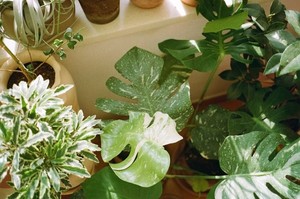 아직은 괜찮습니다 8화 또 죽어도 또또