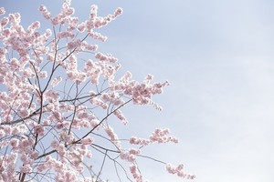 찬란한 봄날의 역설, 스프링 피크- 봄철 우울과 자살의 위험성